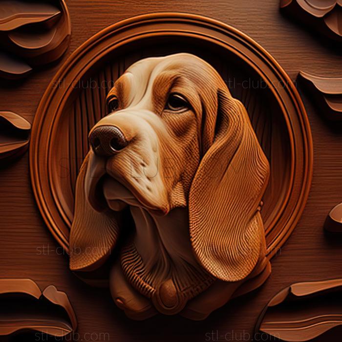 st Artesian Norman Basset dog